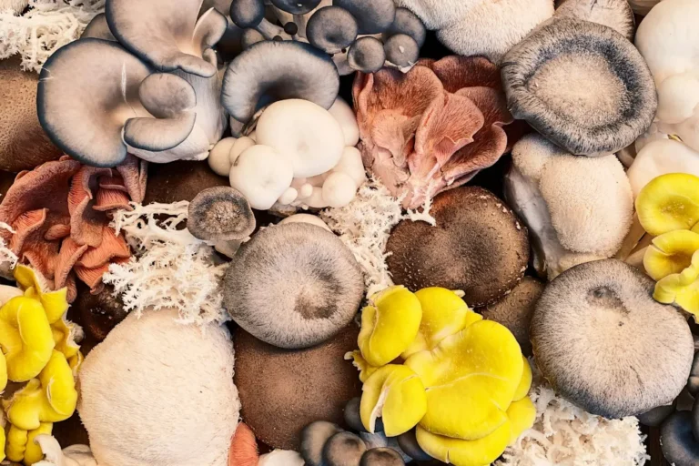 Prodaja gljiva hrvatska